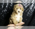 Puppy Charity Maltipoo