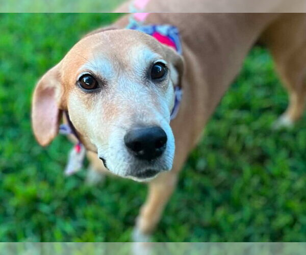 Medium Photo #1 Mountain Cur-Unknown Mix Puppy For Sale in Cookeville, TN, USA