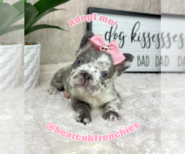 Medium Photo #5 French Bulldog Puppy For Sale in FRANKLIN, IN, USA