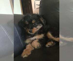 Australian Shepherd-Poodle (Toy) Mix Puppy for sale in FORT COLLINS, CO, USA