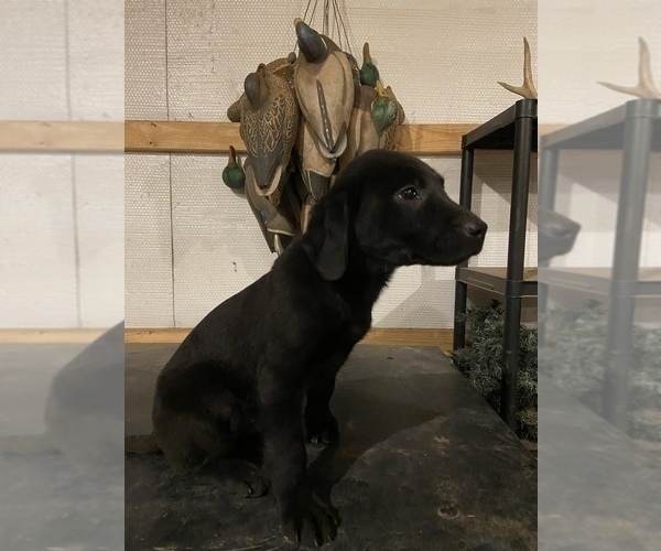 Medium Photo #7 Labrador Retriever Puppy For Sale in EDMOND, OK, USA