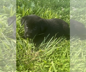 Medium Labrador Retriever