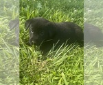Puppy Puppy 4 Labrador Retriever