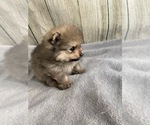 Small Photo #2 Pomeranian Puppy For Sale in SIOUX FALLS, SD, USA