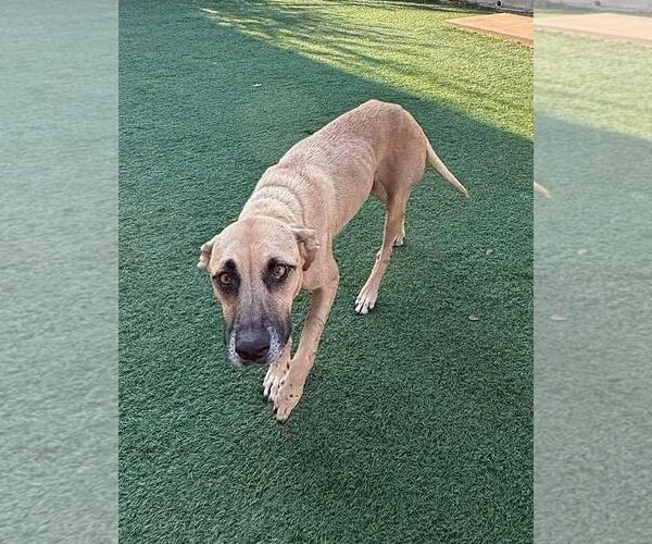 Medium Photo #8 Black Mouth Cur-Unknown Mix Puppy For Sale in Rockwall, TX, USA