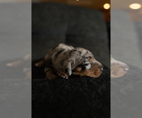 Medium Photo #10 Dachshund Puppy For Sale in NEVADA CITY, CA, USA
