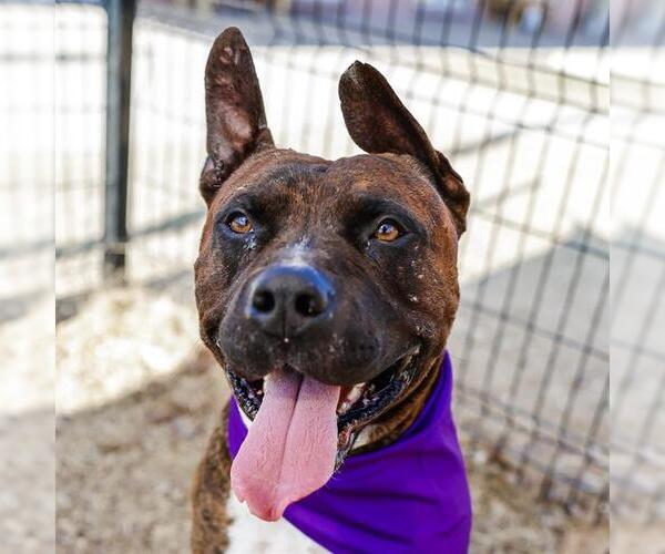 Medium Photo #1 American Staffordshire Terrier Puppy For Sale in San Antonio, TX, USA