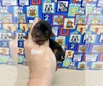 Image preview for Ad Listing. Nickname: Tiny Ben