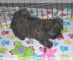 Small Photo #2 Shorkie Tzu Puppy For Sale in ORO VALLEY, AZ, USA