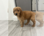 Puppy Puppy 1 Golden Retriever