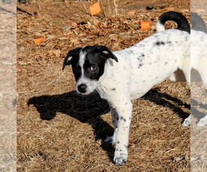 Spot - Male Mutt Dog for Adoption - Photo #3