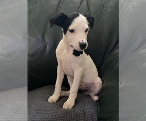 Mutt Dogs for adoption in Calhoun, GA, USA