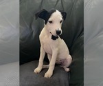 Small Mutt