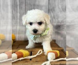 Bichon Frise Puppy for sale in ORO VALLEY, AZ, USA