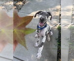 Small #3 Great Dane