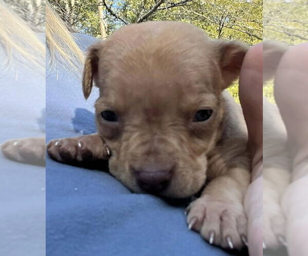 Medium Photo #4 Labrador Retriever-Unknown Mix Puppy For Sale in New York, NY, USA