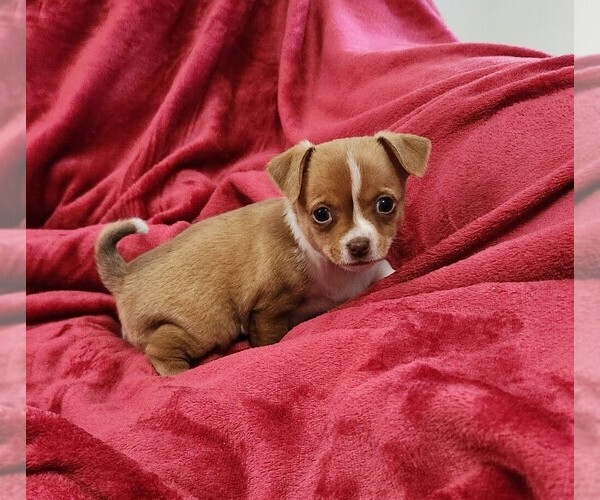 Medium Photo #16 Chihuahua Puppy For Sale in RUSTBURG, VA, USA