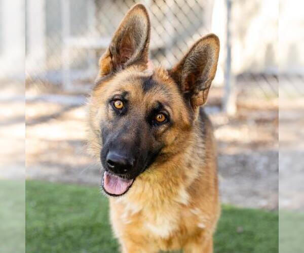 Medium Photo #1 German Shepherd Dog-Unknown Mix Puppy For Sale in Camarillo, CA, USA