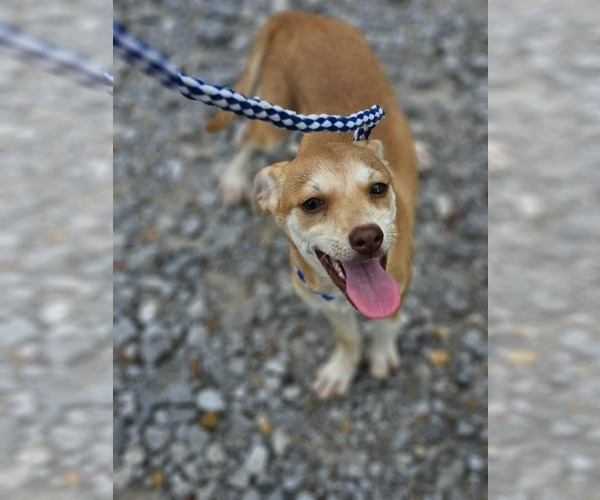 Medium Photo #3 Chiweenie Puppy For Sale in Wakefield, RI, USA