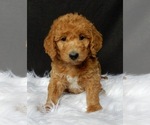 Small Miniature Labradoodle