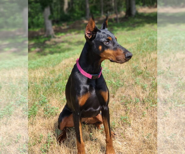 Medium Photo #9 Doberman Pinscher Puppy For Sale in Minneaoplis, MN, USA