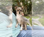 Small #4 Poodle (Toy) Mix