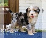 Small #1 Bernedoodle (Miniature)