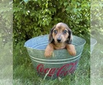 Small #1 Dachshund