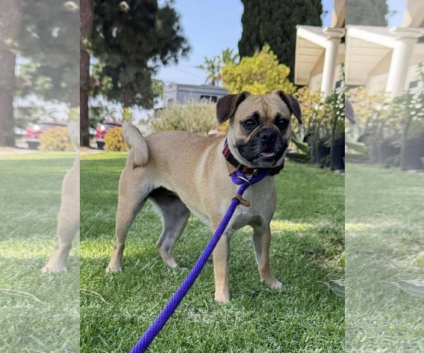 Medium Photo #3 Pug-Unknown Mix Puppy For Sale in San Diego, CA, USA