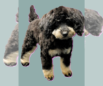 Small #4 Poodle (Toy)