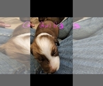 Small Photo #5 Australian Shepherd-Saint Bernard Mix Puppy For Sale in ANTONIA, MO, USA