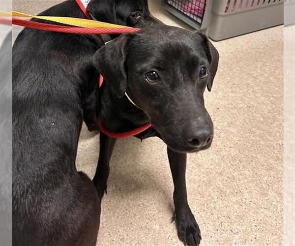 Medium Photo #1 Chihuahua Puppy For Sale in Bakersfield, CA, USA