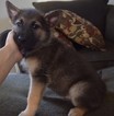 Puppy 4 German Shepherd Dog-Norwegian Elkhound Mix