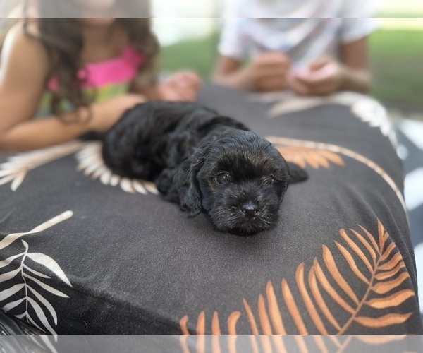 Medium Photo #4 Cavapoo Puppy For Sale in MARIANNA, FL, USA