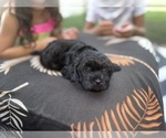 Small #3 Cavapoo