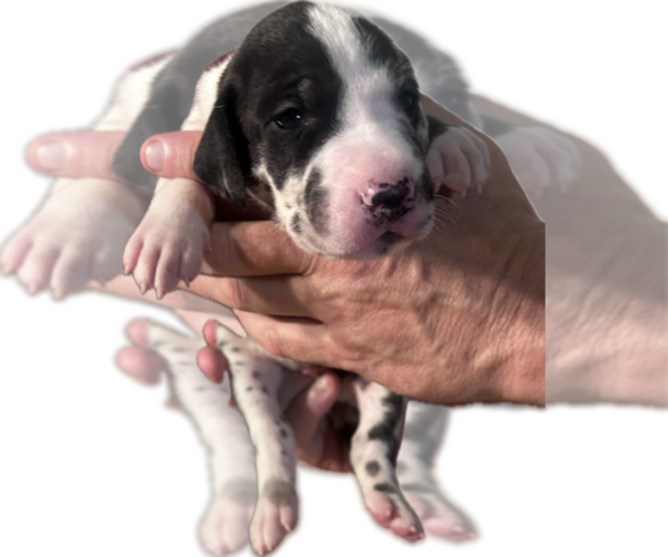 Medium Photo #40 Great Dane Puppy For Sale in WILLIS, TX, USA