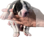 Small Photo #40 Great Dane Puppy For Sale in WILLIS, TX, USA