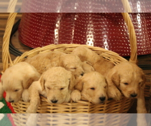 Goldendoodle Puppy for sale in BIG BEND, CO, USA