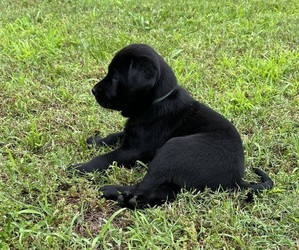 Medium Labrador Retriever
