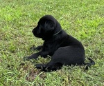 Puppy Teal Collar Labrador Retriever