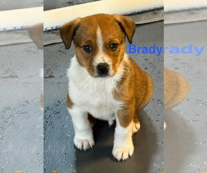 Australian Shepherd-Unknown Mix Dogs for adoption in Aurora, IN, USA