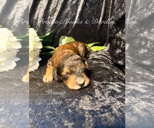 Bernedoodle Puppy for sale in SAINT CLOUD, MN, USA