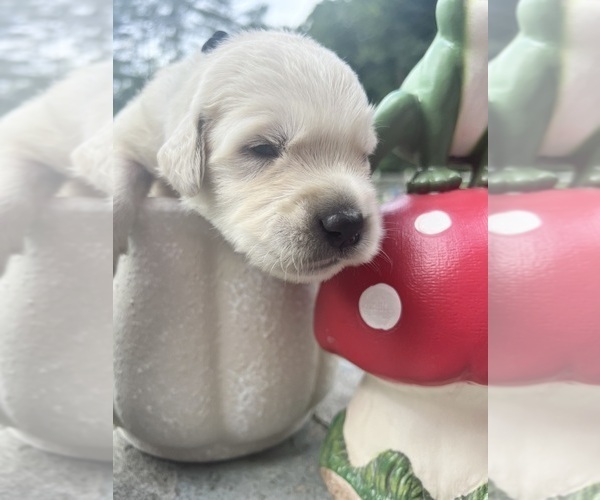 Medium Photo #12 Golden Retriever Puppy For Sale in NEOLA, WV, USA