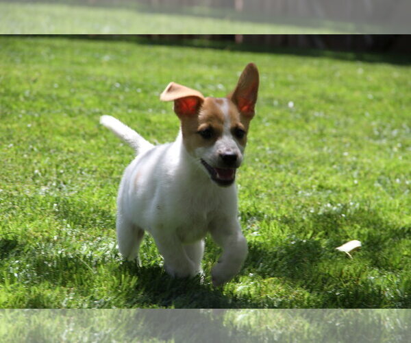 Medium Photo #4 Mutt Puppy For Sale in Sandy, UT, USA