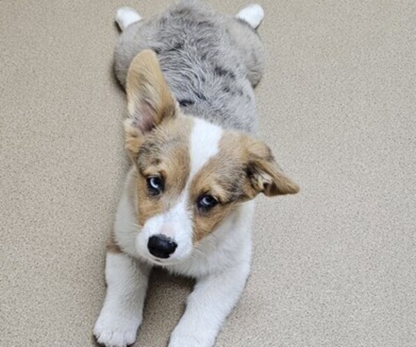 Medium Photo #1 Pembroke Welsh Corgi Puppy For Sale in MILTON, WI, USA