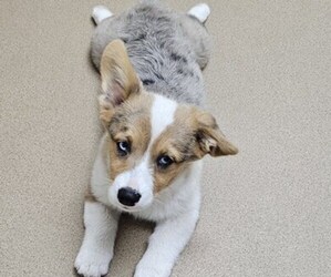 Pembroke Welsh Corgi Puppy for sale in MILTON, WI, USA