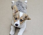Small Pembroke Welsh Corgi