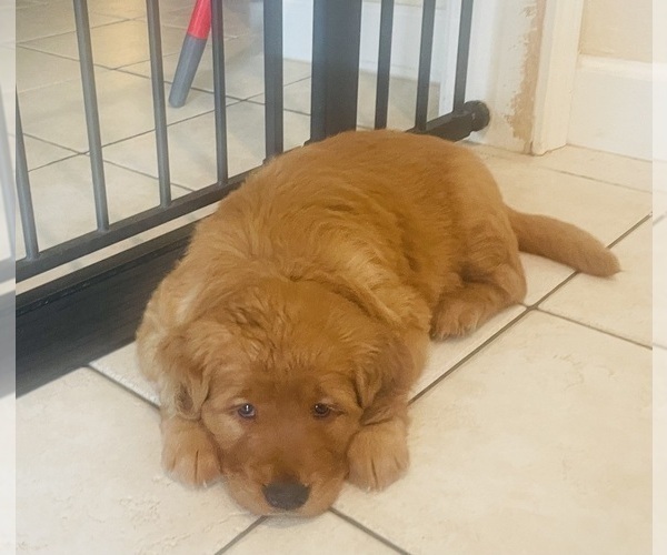 Medium Photo #15 Golden Retriever Puppy For Sale in BEDFORD, TX, USA