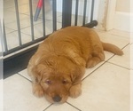 Small #14 Golden Retriever