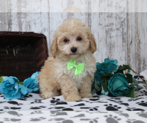 Full screen Photo #1 Maltipoo Puppy For Sale in SHILOH, OH, USA